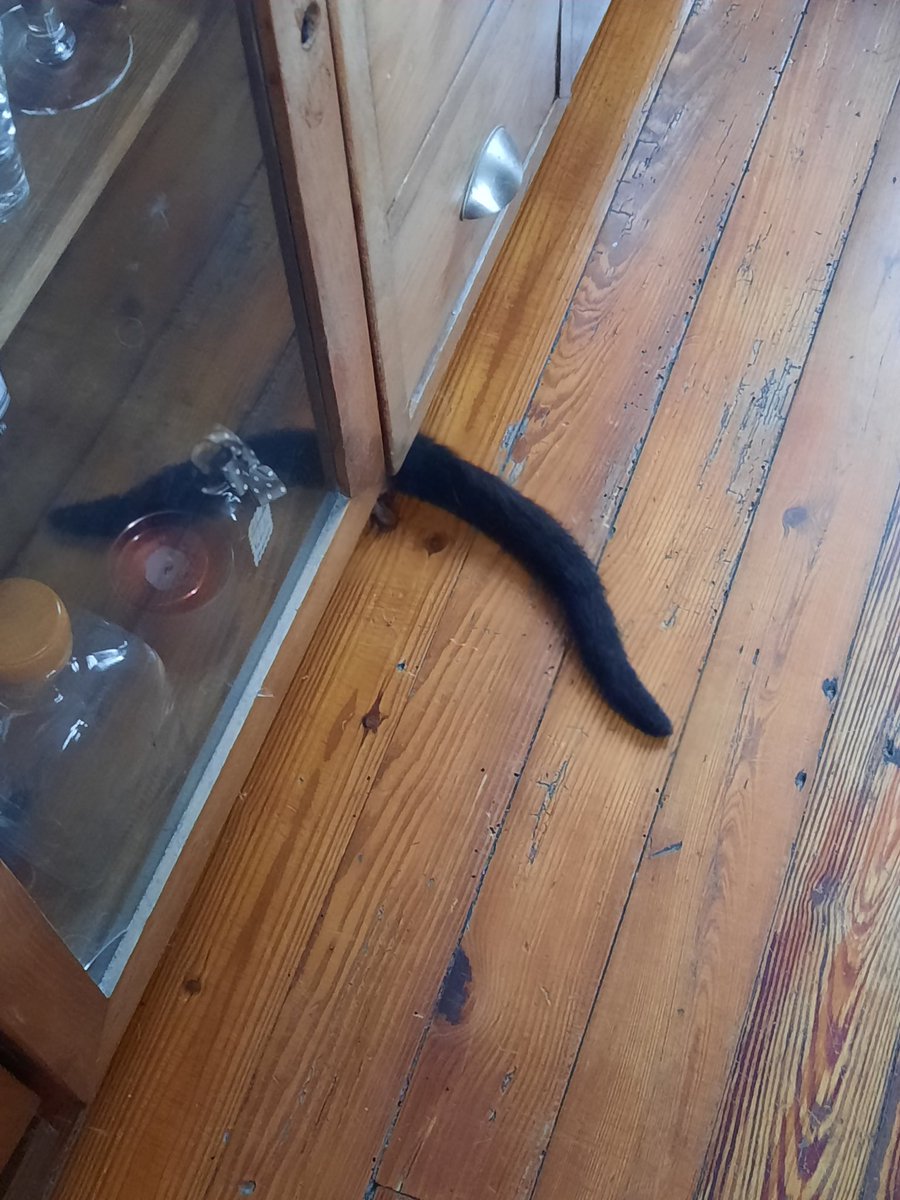 Albamuse's tweet photo. Bienvenida Tita🖤🫶✨🐈‍⬛ #photooftheday #photobyme #photography #blackcatsofinstagram🐾 #sky https://t.co/BBi6B90ARL
