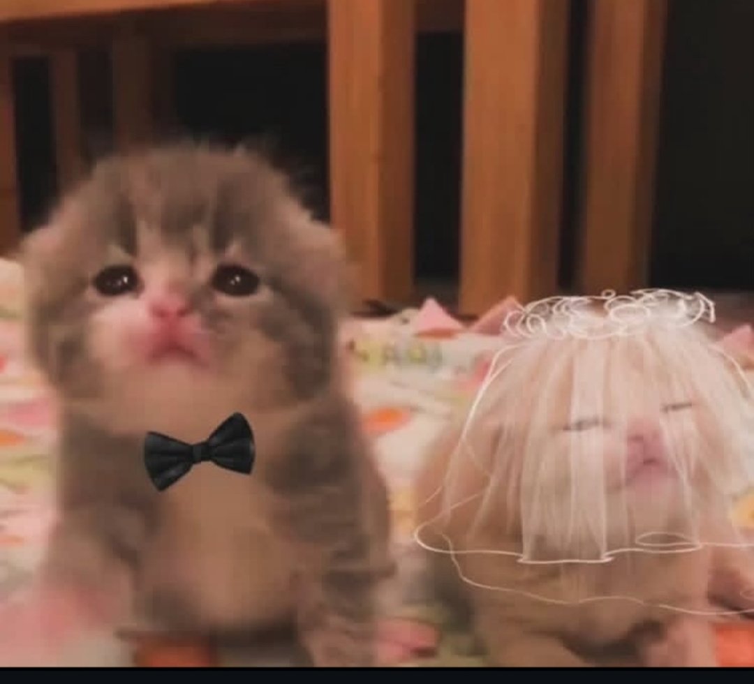 Cat 🐈 (@cutecatsmagic) on Twitter photo 