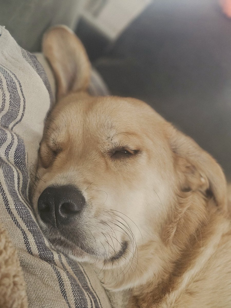 Ricky Knuckles tweet media