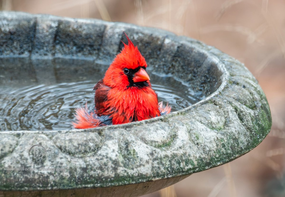 Before the cold weather comes, this cardinal got himself a nice bath! #birds #birdphotography #birdsofX #NaturePhotography #nature #wildlife #wildlifephotography