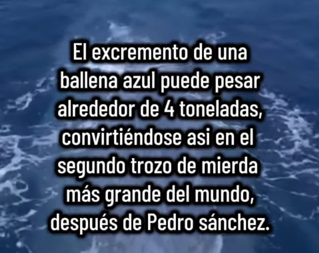 Muchas ballenas deben cagar para igualar al Dictador Sanchez