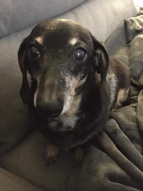 Dachshund__Love's tweet photo. Happy 22nd birthday to this sweet girl ❤️🎂 https://t.co/WiHdhD33mm