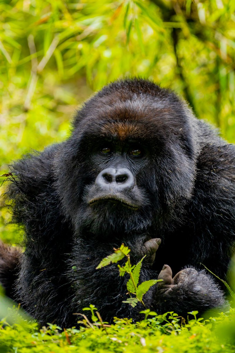 ericsabii's tweet photo. Gorilla Trek in Rwanda is a once-in-a-lifetime experience.

You hike through misty forests to meet gorillas in their natural habitat.

At Hope Tours Africa, We organize permits, guides, and logistics professionally.
https://t.co/kW6jfIl2mN https://t.co/xU77JkPxtC
