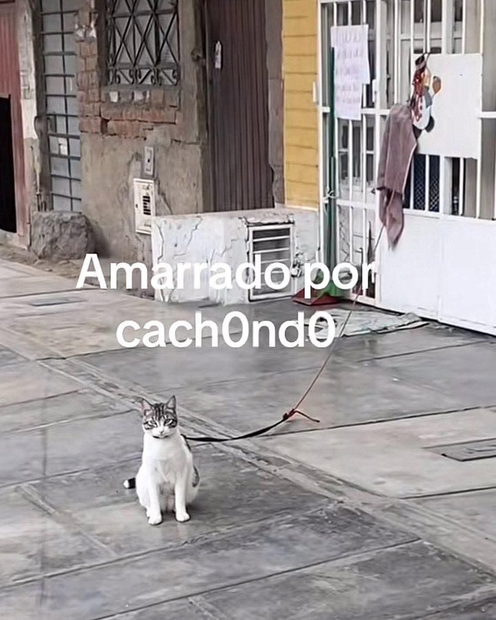 Animalesaprieto's tweet photo. https://t.co/YkXtn6prAR
