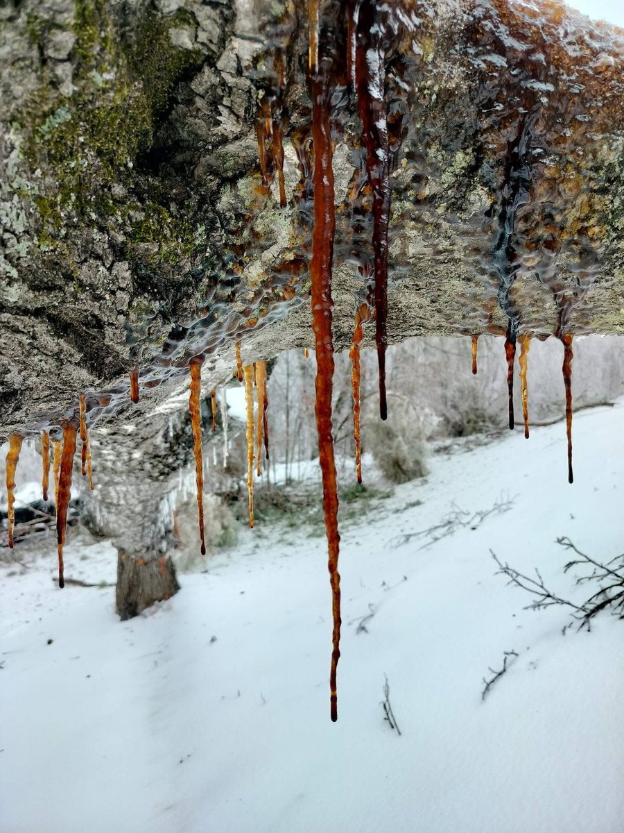 Tree exploded and the sap froze. Monroe Louisiana <a href="/BradArnoldWX/">Brad Arnold</a> <a href="/ryanhallyall/">Ryan Hall, Y’all</a> <a href="/NWSShreveport/">NWS Shreveport</a>