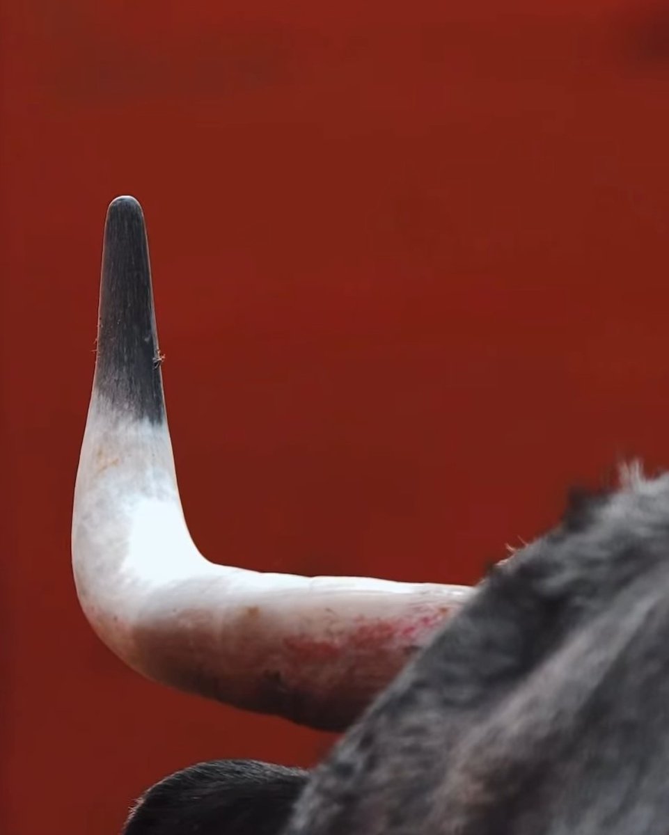 Un_taurino_mas's tweet photo. En lo que no han cambiado es en lidiar los toros que parecen de rejones. Una vergüenza https://t.co/FqBYXotqne