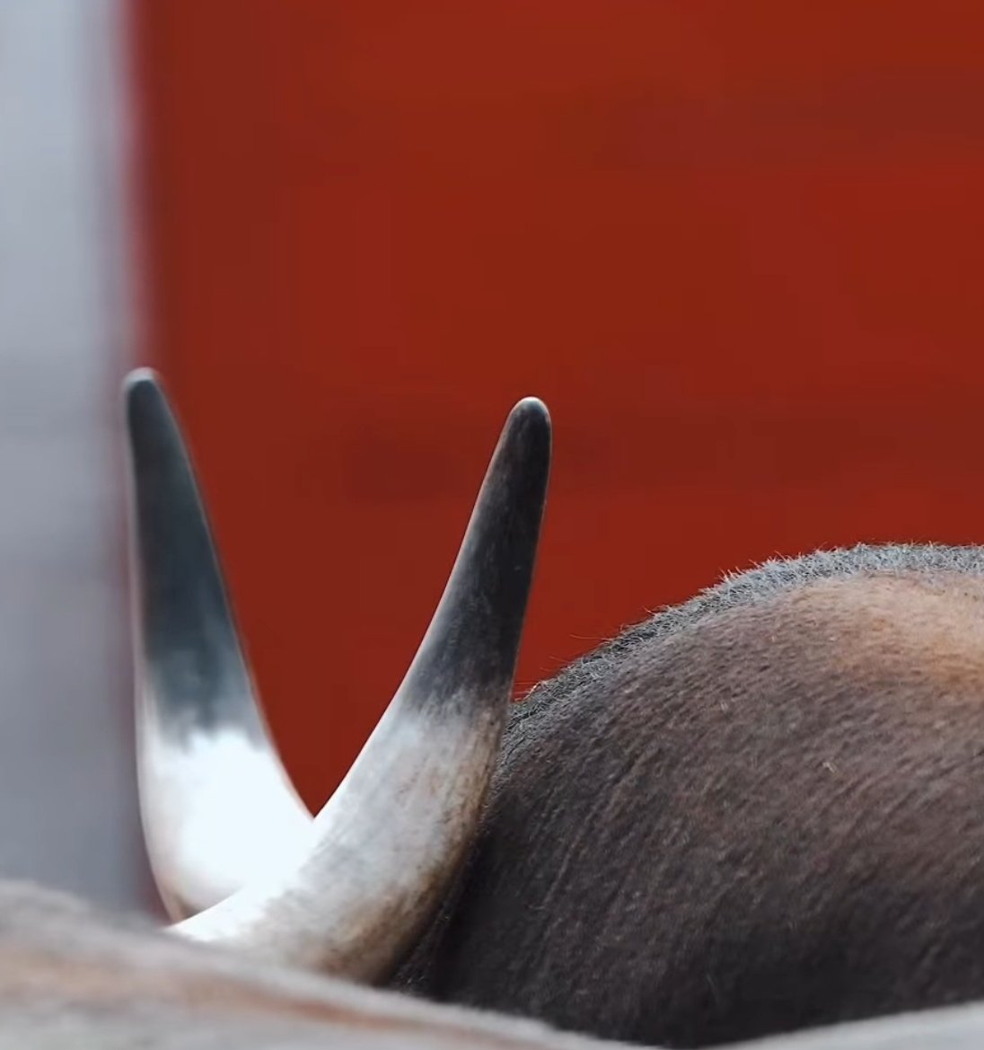 Un_taurino_mas's tweet photo. En lo que no han cambiado es en lidiar los toros que parecen de rejones. Una vergüenza https://t.co/FqBYXotqne