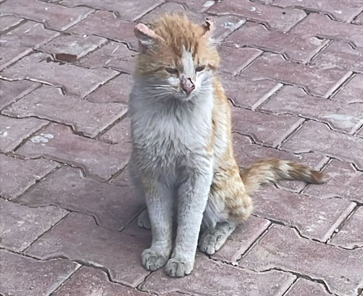 Yurtta baktigimiz kedimiz
Paşa'nin böbrekleri iflas etmek üzere. Susuzluktan agzinda yaralar ve gürümeler olmus. Günlük veteriner ücreti 1800 lira ve en az on gun daha veterinerde kalmak zorunda. Bir diger kedimiz Sahin'in tedavisinden kalma 3500 lira borcumuz var.