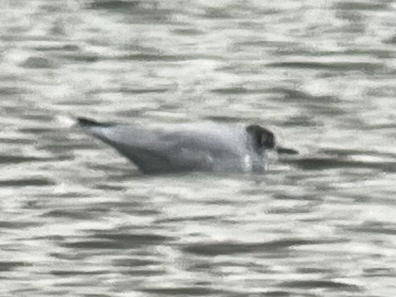 Ian Bennell tweet media