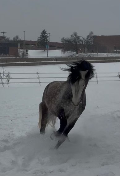 Snow much fun ❄️ While our Mounted Unit officers are on the highway helping drivers — Whiskey, Vader, and Quattro are living their best snow-day life in Forest Park! #STLwx #SLMPD