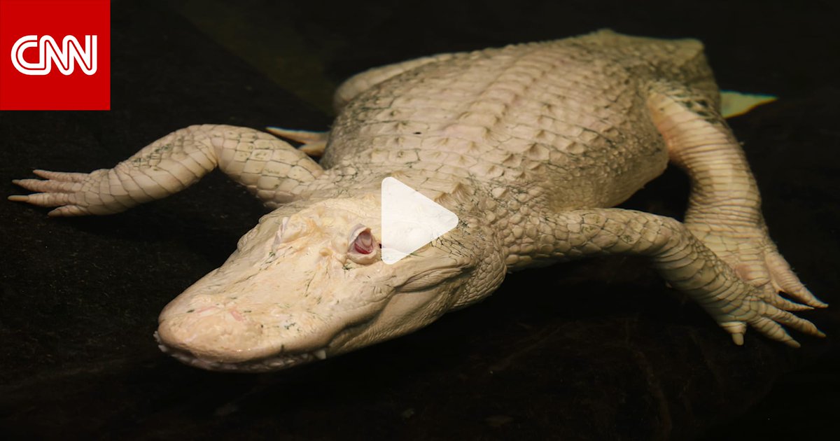 أحد رموز مدينة سان فرانسيسكو.. شارع التمساح كلود: تكريم غير مألوف لتمساح ألبينو نادر في المجتمع المحلي 