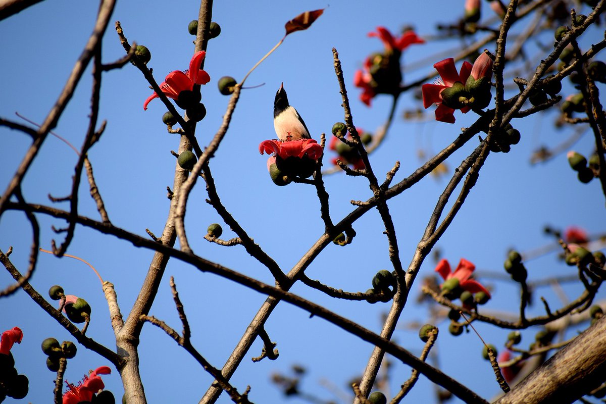 piter tweet media