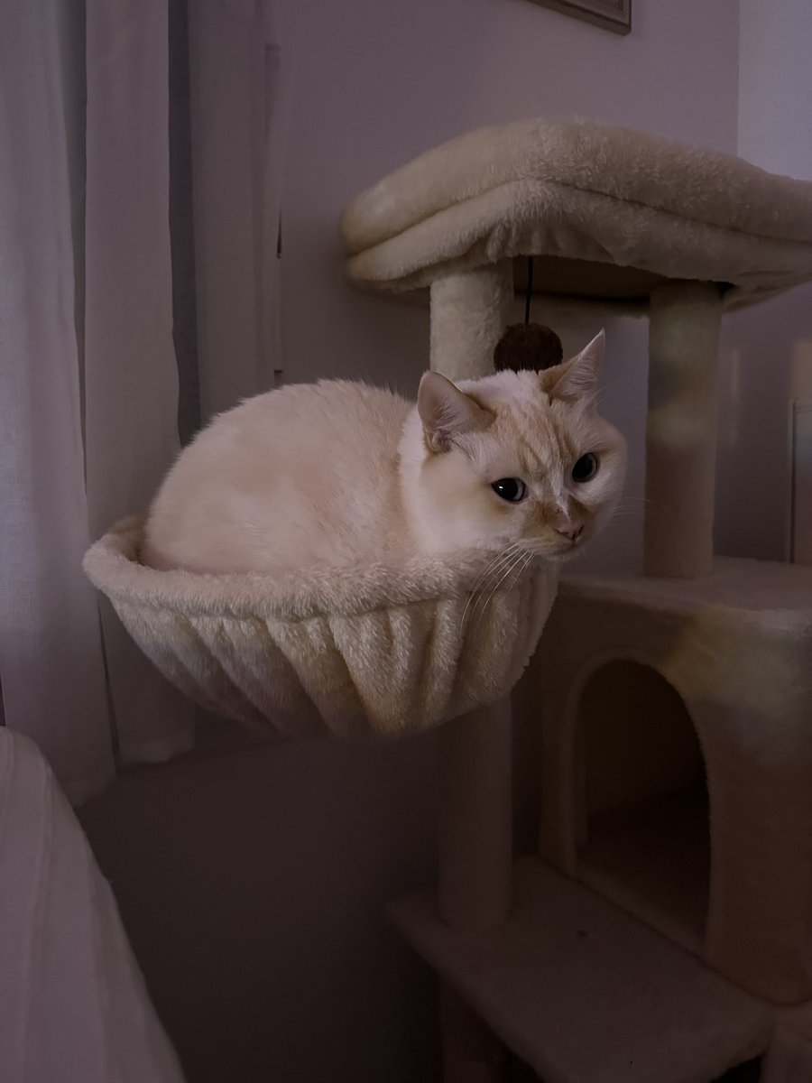 latte cœur lpb tweet media