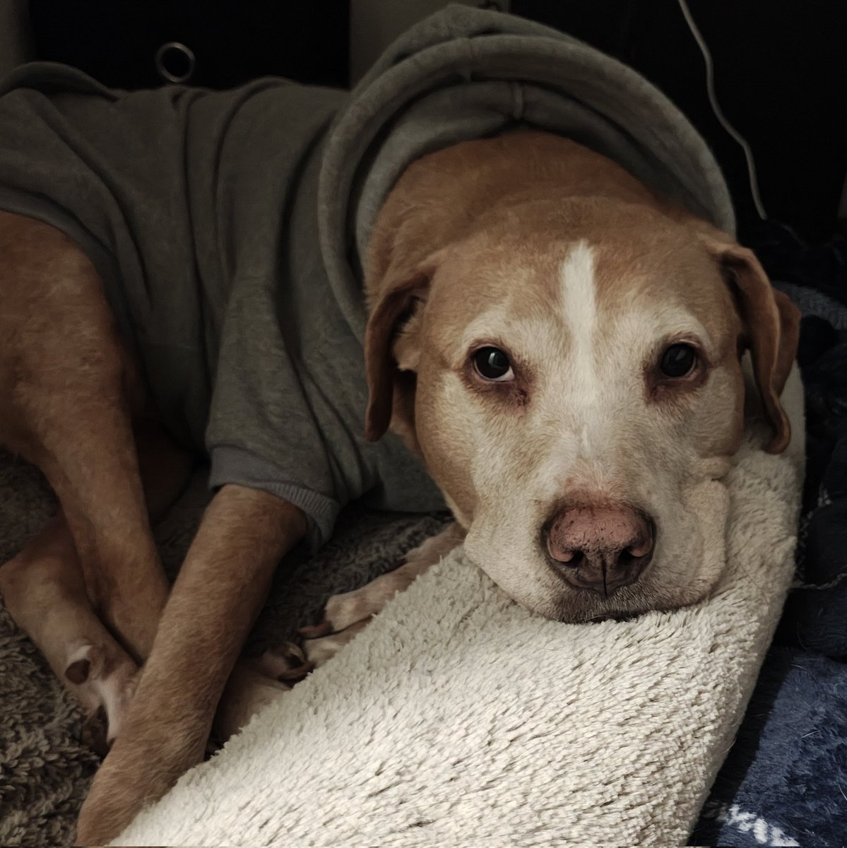 Elyse | Part Time Barista tweet media