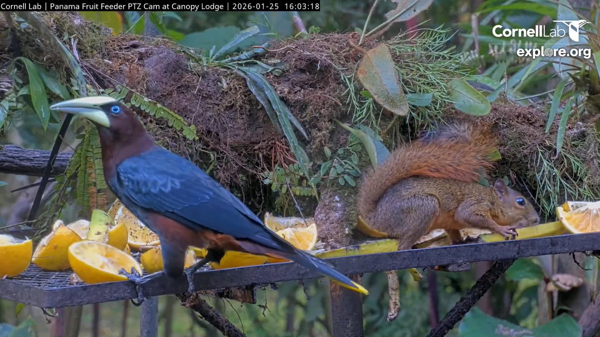 PanamaFruitFeederCam tweet media