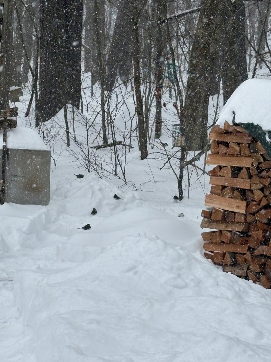 Opened the rest of the driveway and made a path to put out fresh birdseed. That’s it for today. Any new snow I’ll clear in the morning😊