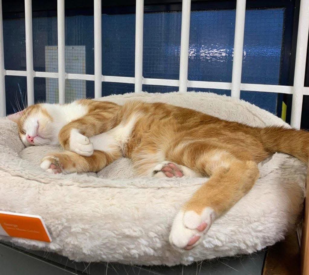 George The Stourbridge Junction Station Cat tweet media