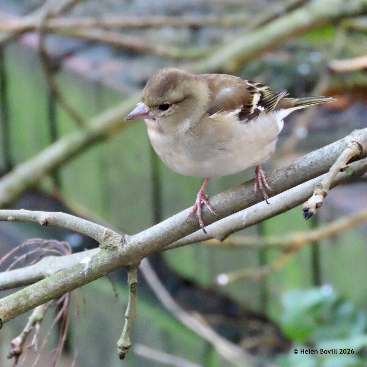 Helen Bovill tweet media