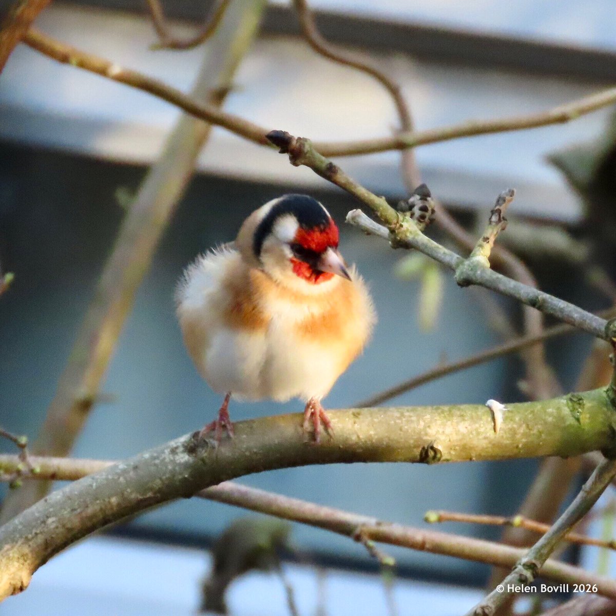 Helen Bovill tweet media