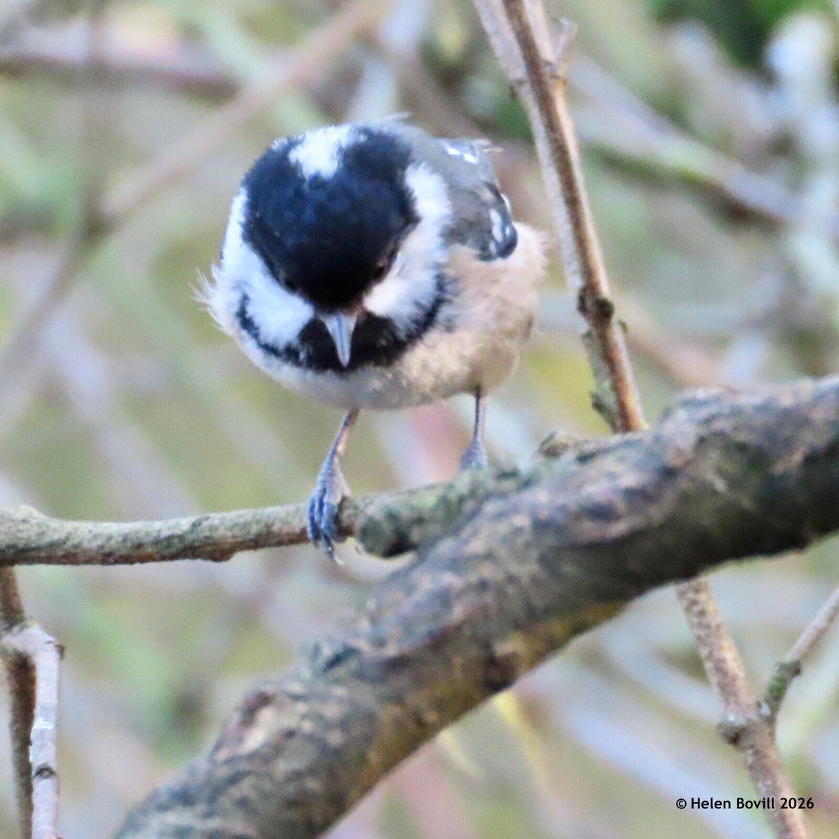 Helen Bovill tweet media