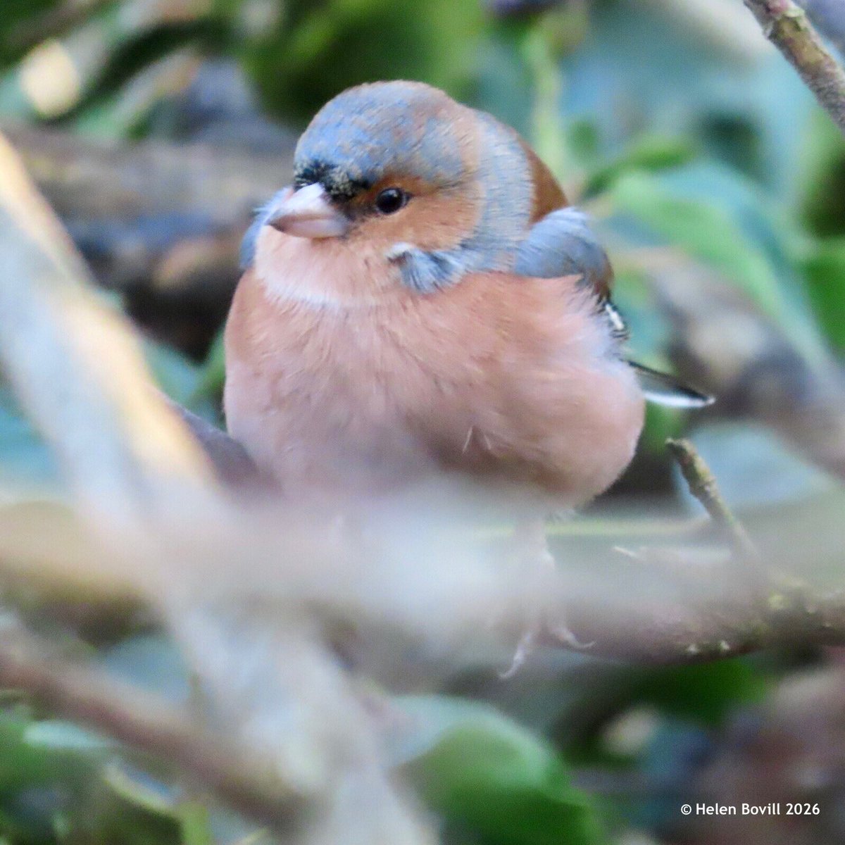 Helen Bovill tweet media