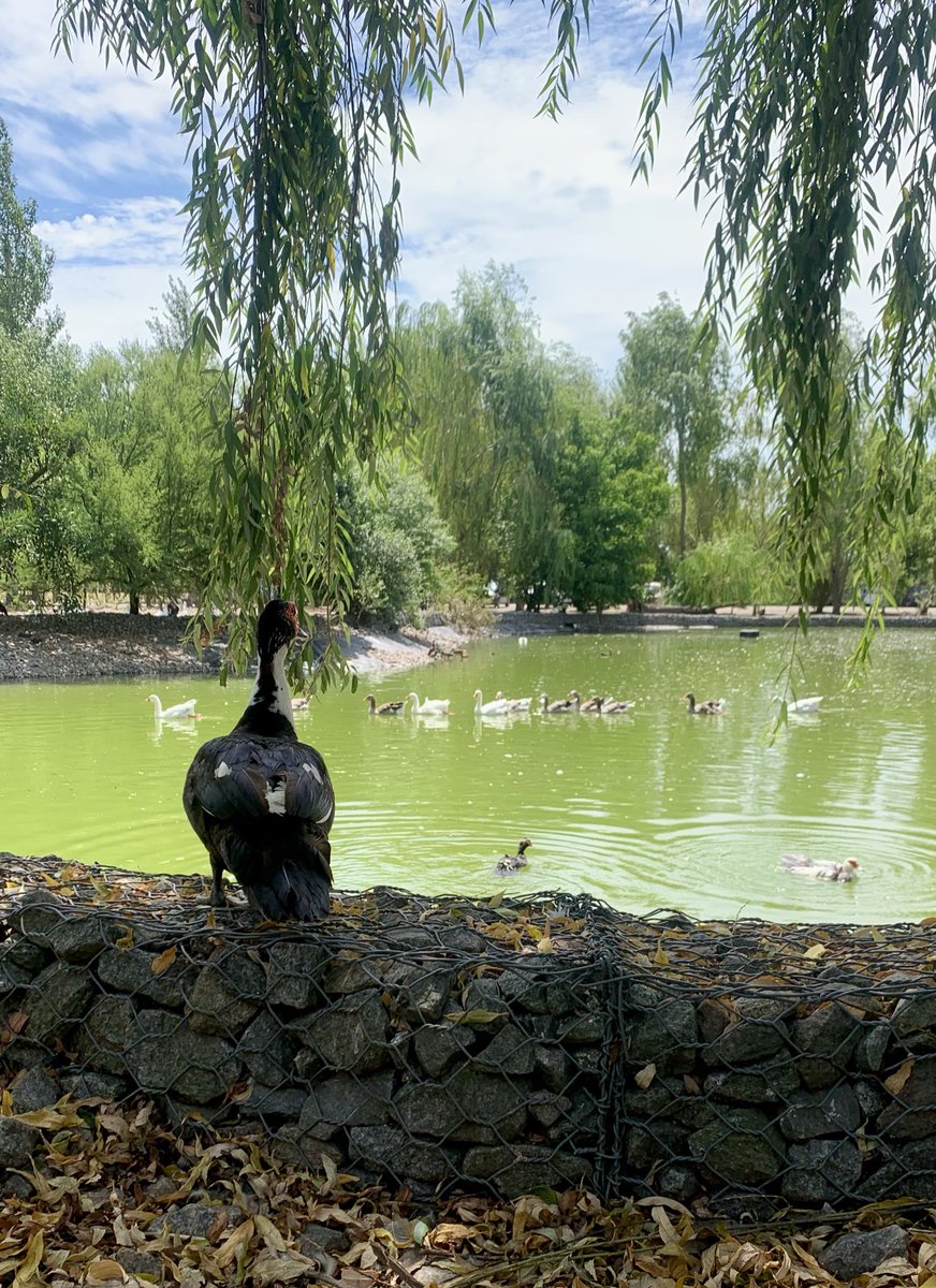 Runbities_'s tweet image. Despejando la mente🍃