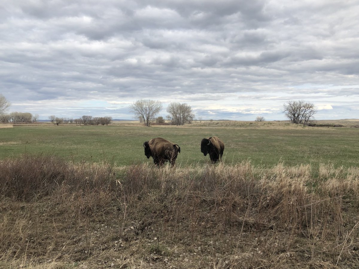 yassifiedaloy's tweet photo. this is just awful, i did my (never finished) grad research on how the bison of american prairie were restoring habitat for species of concern. bison are huge for so many important fights: indigenous rights, endangered species, defense against climate change https://t.co/QOiyY0GiuF