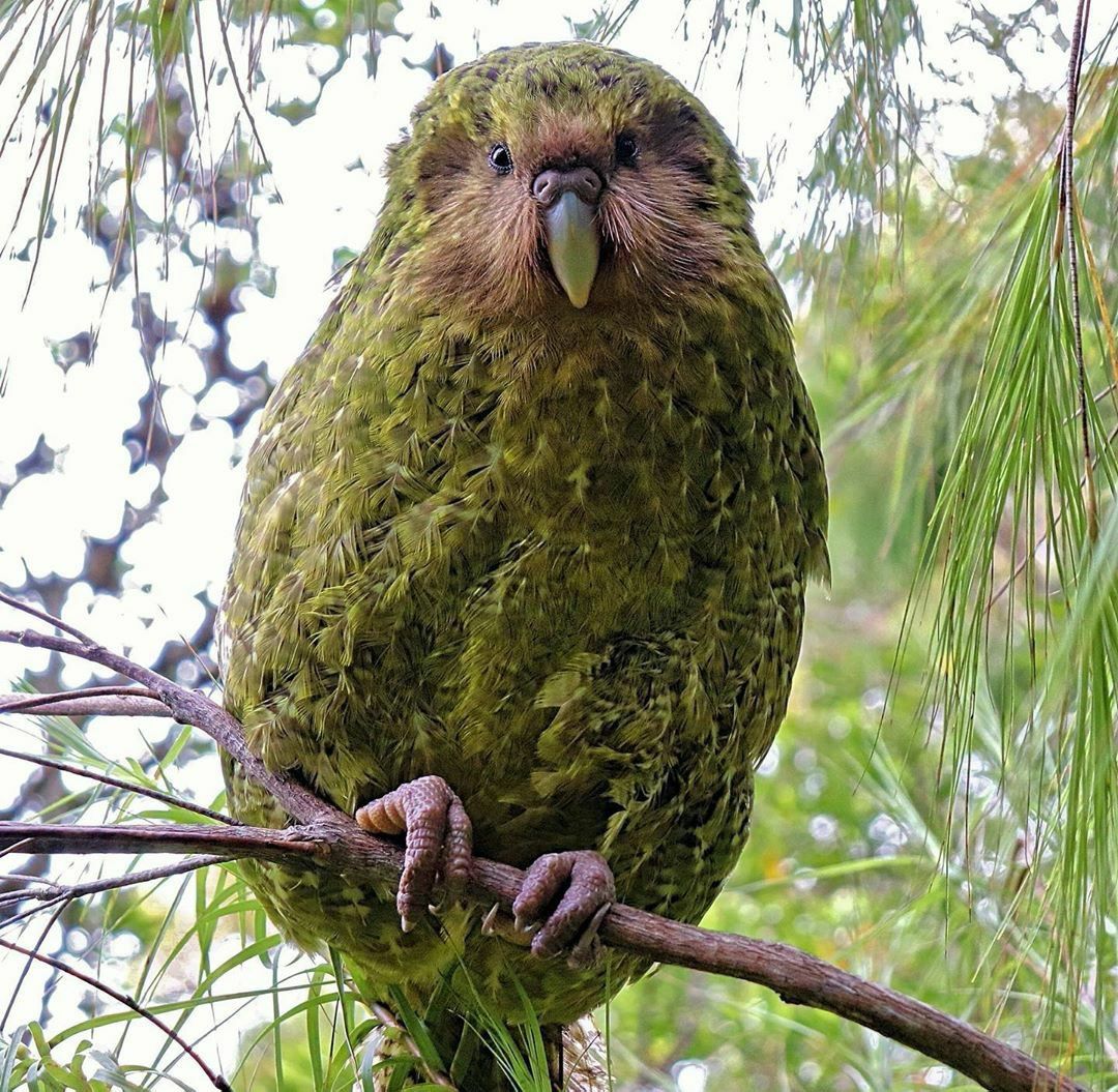 dowderchowderr's tweet image. Thinking about kākāpōs