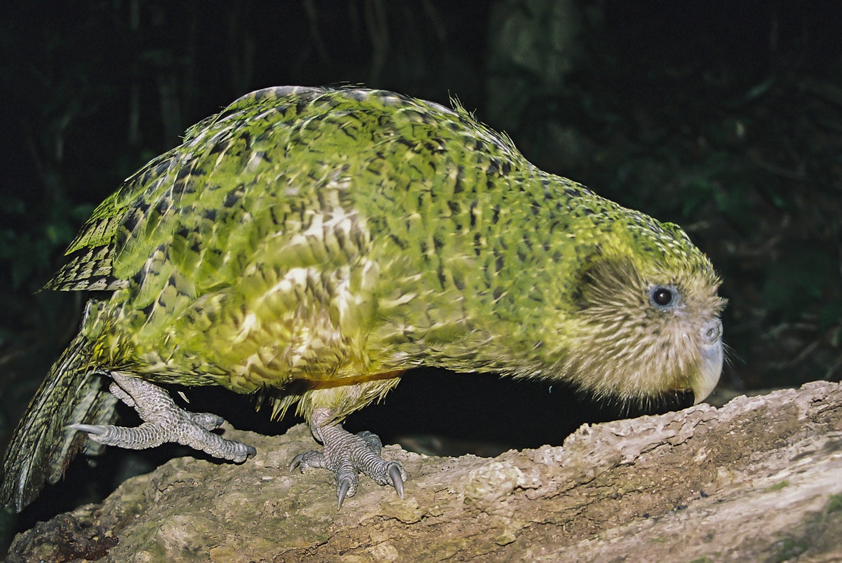 dowderchowderr's tweet image. Thinking about kākāpōs