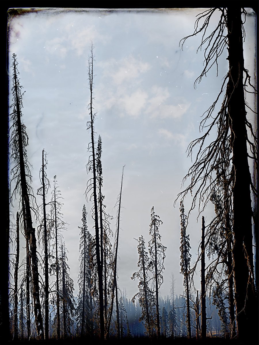 DIMITRII ANISIMOV tweet media