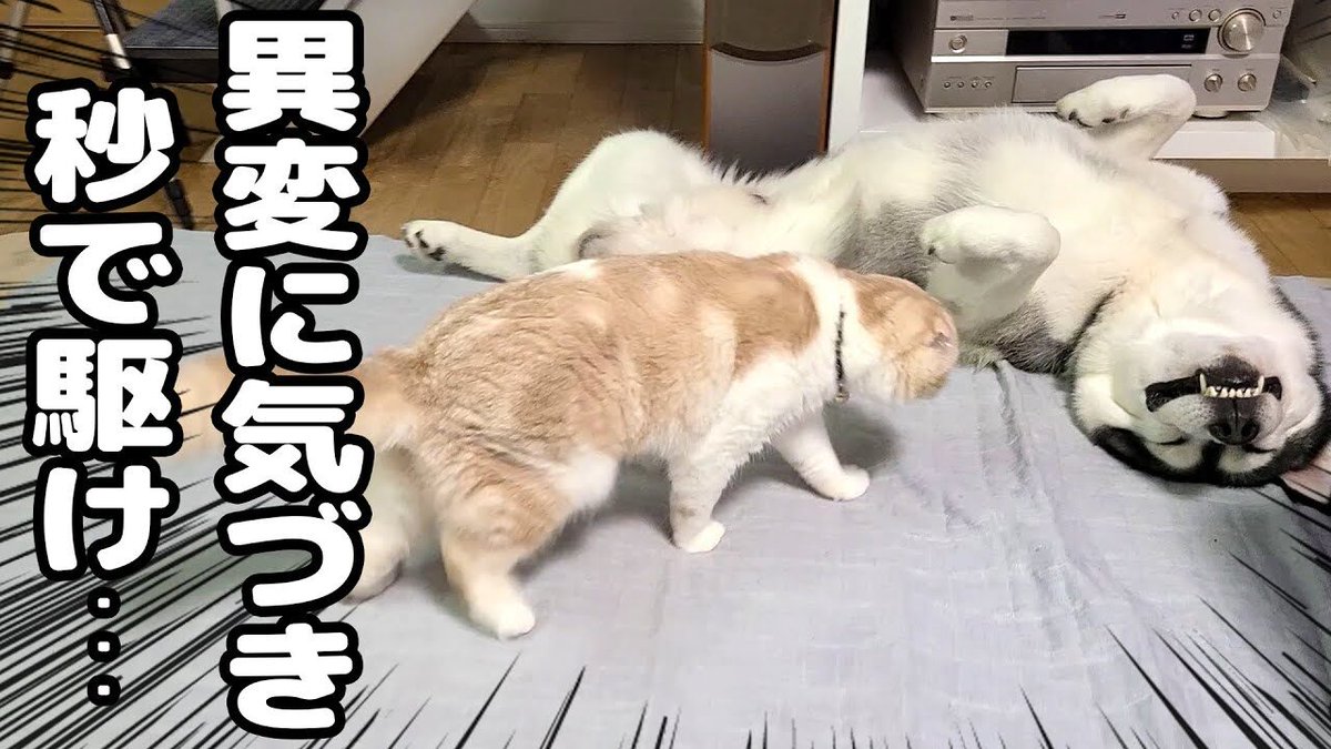 【苦しそう?】悶えるハスキー犬、異変に気づいた猫の行動に感動
 https://t.co/MOlWj3rp2Y
 #猫 #猫動画 #猫好き #猫好きさんと繋がりたい #ネコ #ねこ #ぬこ #cat #癒し動画 @299com2より 