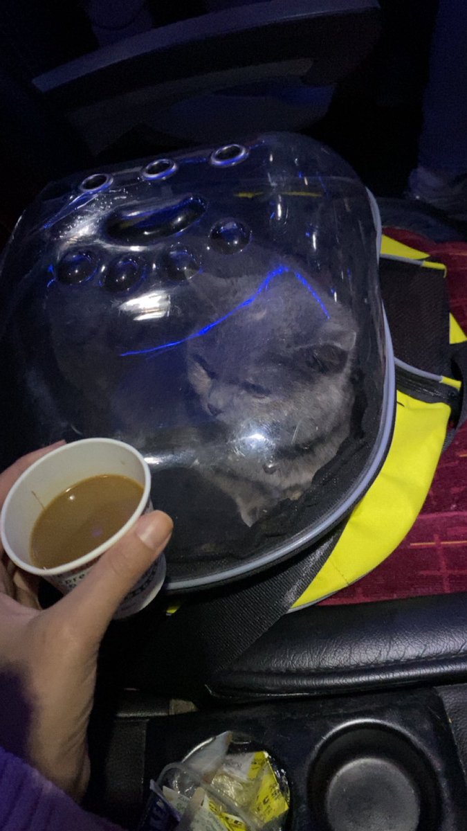 Miyav reisle yolculuğun birinci saat