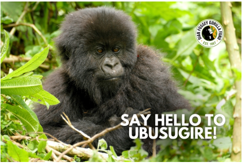 Official Booji tweet media