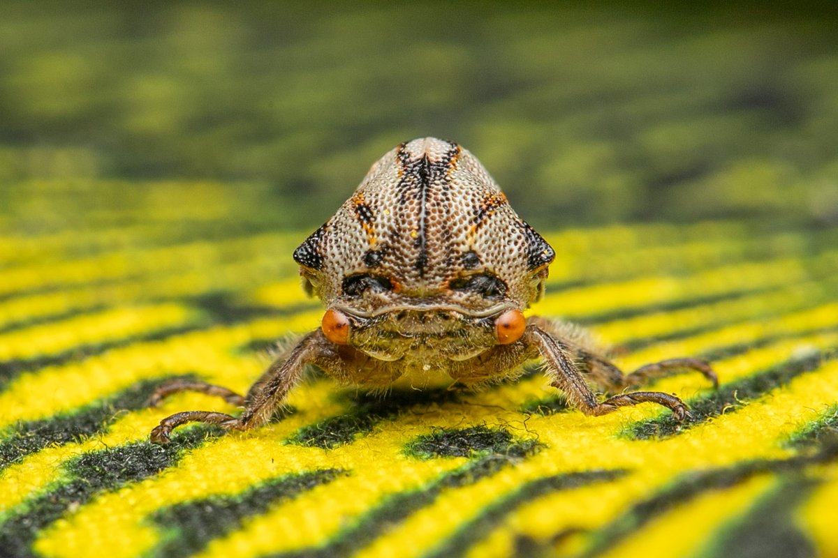 TreehopperGO_GT tweet media