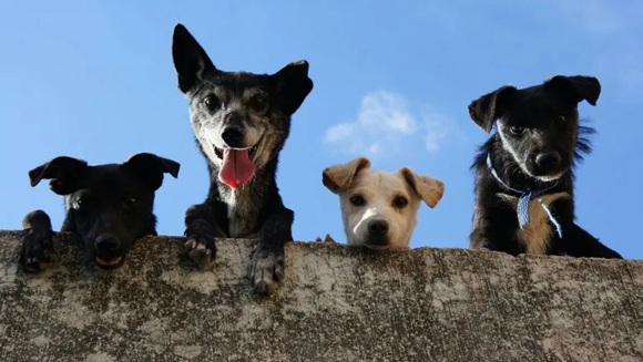 🐾🚫El acaparamiento animal priva a los animales de sus necesidades básicas: sufren hambre, sed, enfermedades, estrés y no pueden comportarse con normalidad. Sus cuidadores creen ayudar, pero los colocan en una situación equivalente al abandono. 

🔗acortar.link/aPHOHI