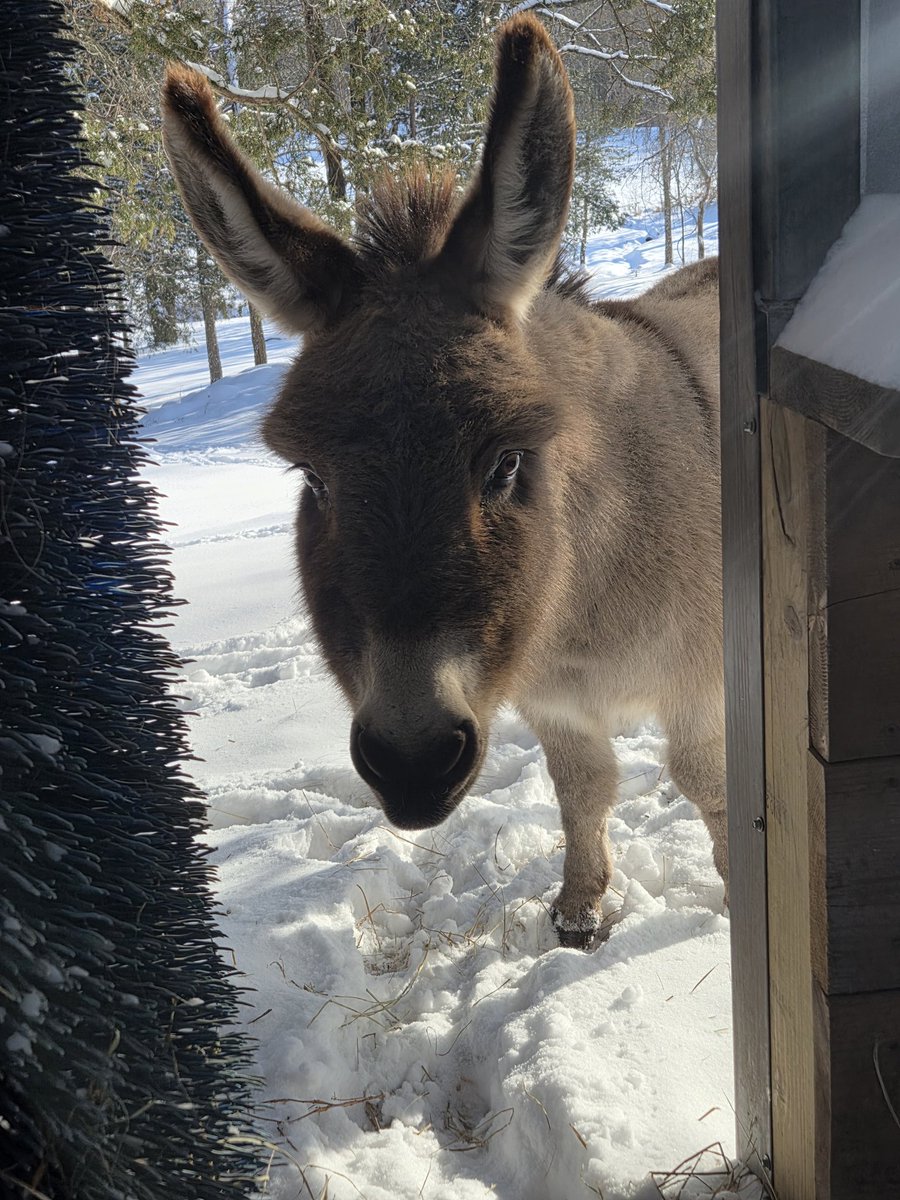 WadeCook64's tweet image. Look what I saw peeking around the corner. ❤️😎