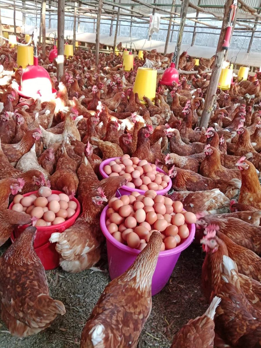 5,000 LAYERS: THE NIGERIAN REALITY CHECK 🇳🇬
A farmer running a farm with 5,000 layers and collecting 4,300 eggs daily is sitting on a goldmine, but only if they have mastered the "art."

The Revenue Flow
At current market prices where an egg goes for ₦150 – ₦200:
Daily: 4,300