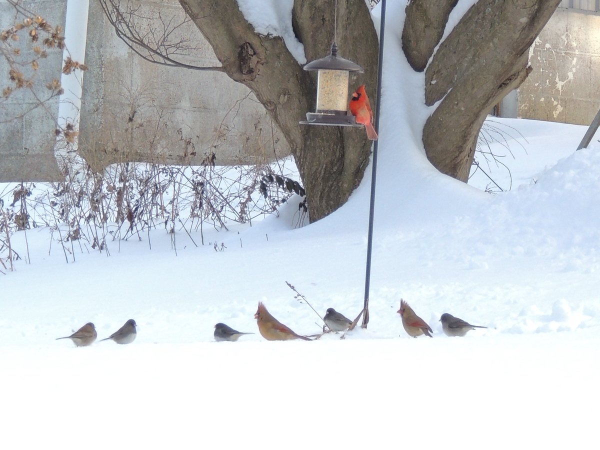 9 Inches of Snow fell in Staunton Illinois yesterday and today. This is the Official Storm Total. <a href="/NWSStLouis/">NWS St. Louis</a> <a href="/SteveTempleton/">Steve Templeton</a> <a href="/scottontvKSDK/">Scott Connell on KSDK</a> <a href="/fox2ch/">Chris Higgins</a> <a href="/MattBednarWX/">Matt Bednar</a> <a href="/DarrenLeedsWx/">Meteorologist Darren Leeds</a> <a href="/jacobdickeywx/">Jacob Dickey, WCIA 3 News</a> <a href="/spann/">James Spann</a> #ilwx