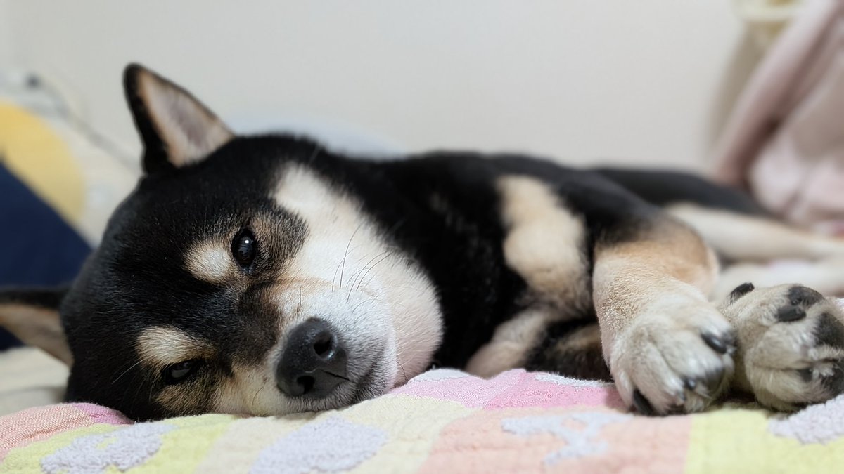 妹👶のための湯上りタオルを準備しておいて、お風呂から上がったら犬が使ってた、、、