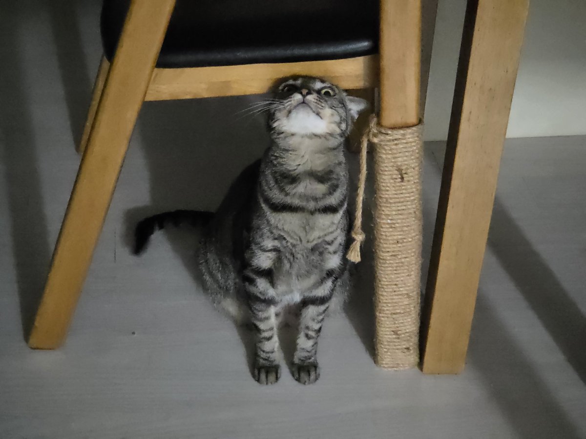 Backspe's tweet image. 단이가 반겨?주는 집