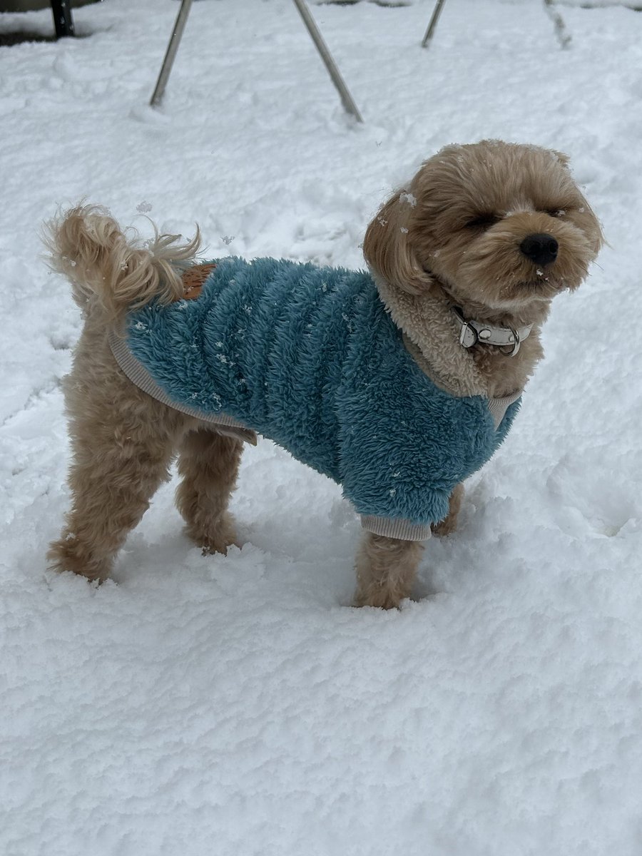 マルプー🐶もち (@mochipoo0701) / Posts / X