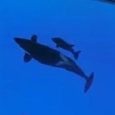 GerdavanRijn1's tweet photo. 🐬 6️⃣4️⃣3️⃣8️⃣days 😢💔😡😖😔😞😤😡 in Captivity  @LoroParque Thanks to @seaworldisevil   #FreeMorgan #Blackfish  Her 2nd baby TENO is born in captivity. It’s a boy that will NEVER know FREEDOM #CaptivityKills https://t.co/ankQvtzbA3