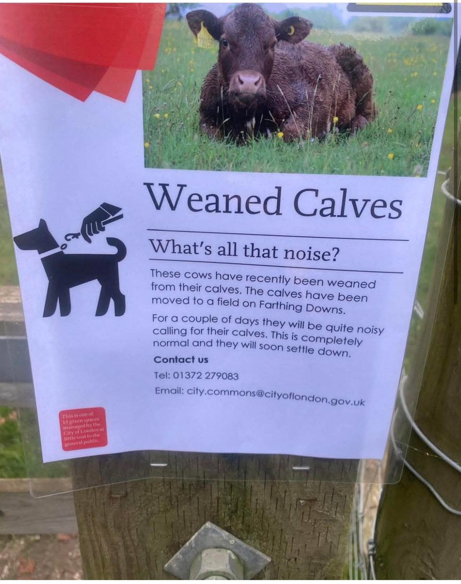 Farmers online: “Cows don’t care when their babies are taken.”

Farmers in real life: put up warning posters explaining the cows will be loudly crying for days because they’ve been separated from their calves.

If they didn’t care, there’d be no noise to explain. 🐄💔