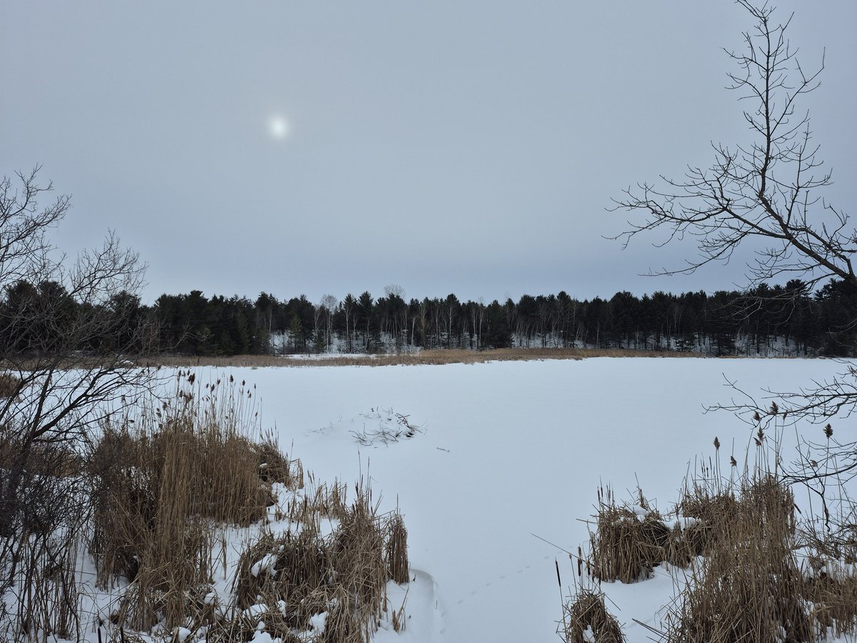 KarynCurtis21's tweet image. The pond, looking frigid❄️