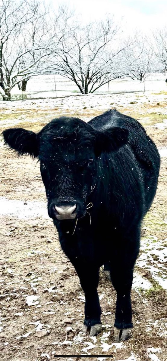 Intergalactic Armadillo tweet media