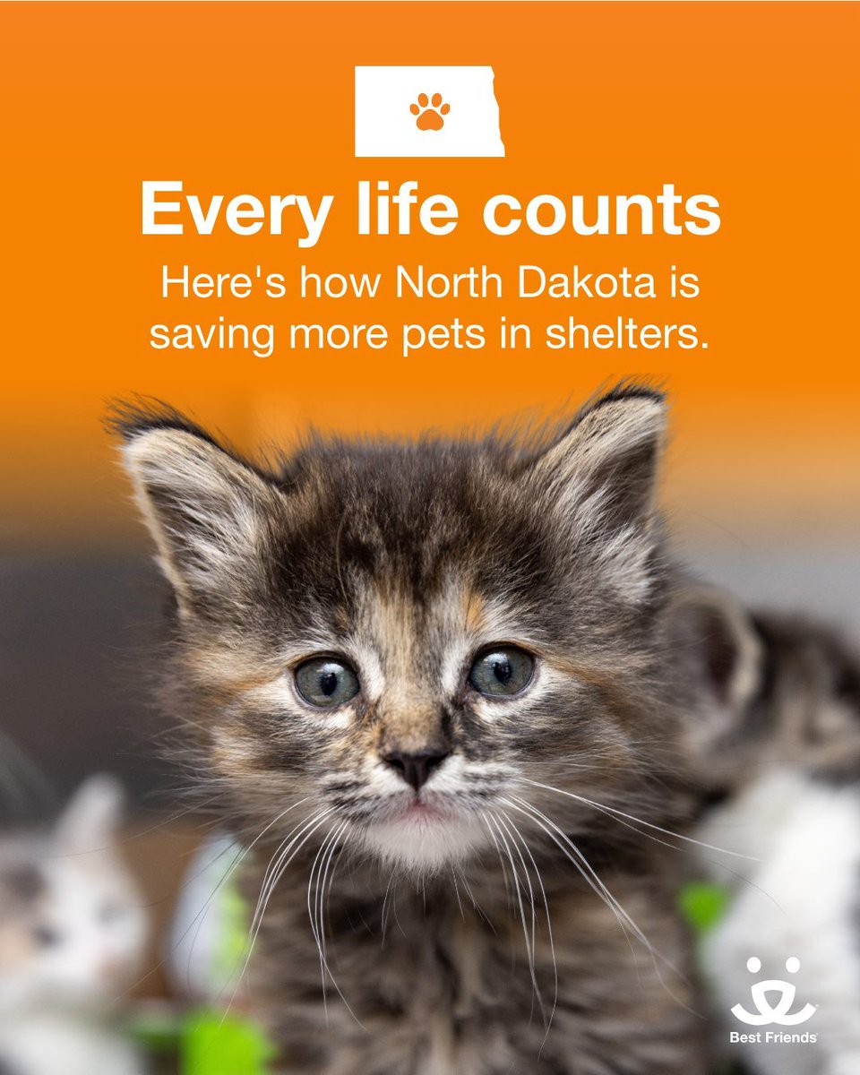 bestfriends's tweet image. (1/2) Let’s kick off 2026 with some exciting news! Governor Kelly Armstrong has proclaimed January as #NorthDakota No-Kill Animal Shelter Month for the second year in a row! 🎉