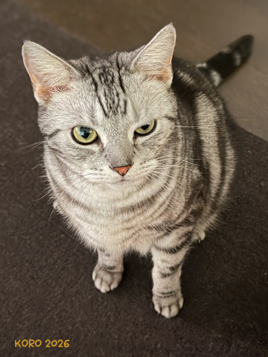 🐈 KORO♂ (2026) #アメショ 珍しい写真が撮れた…笑 ネコもこんな表情