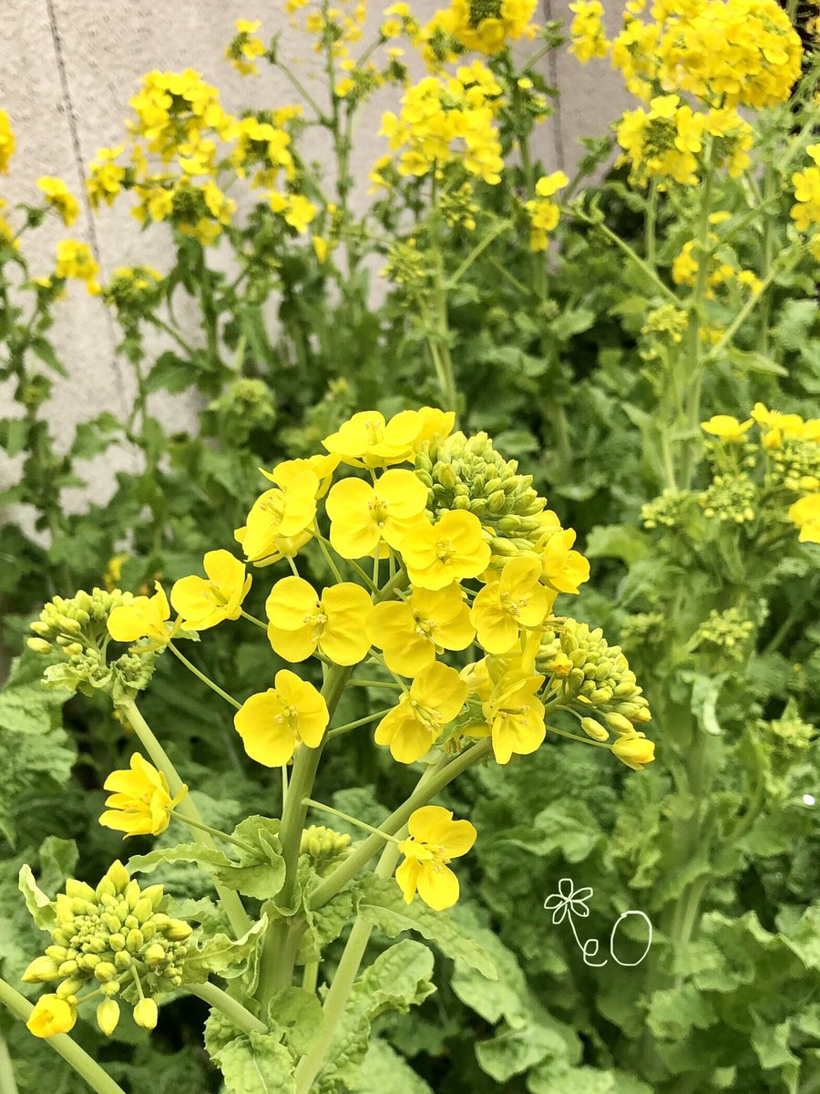 eO48544649's tweet photo. おはようございます🌤️
今週もよろしくお願いします🌸
Good morning❣️
Have a wonderful Monday. 💐
#TLを花でいっぱいにしよう
#FlowerPhotography
#なのはな #菜の花
#なばな #菜花
#あぶらな #油菜
#CanolaFlowers
#RapeFlowers
#黄色い花 https://t.co/fLNRgAR11P