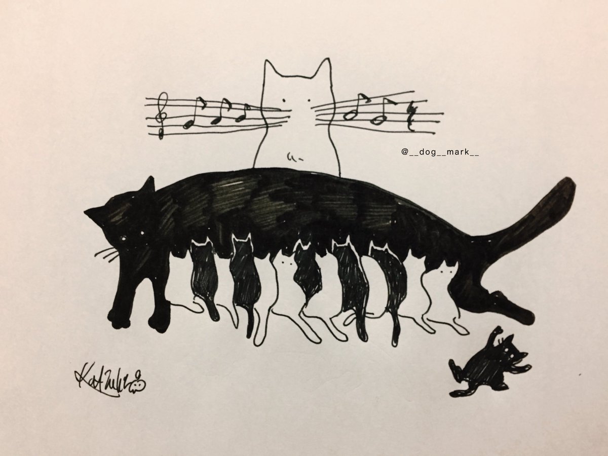 Piano cats