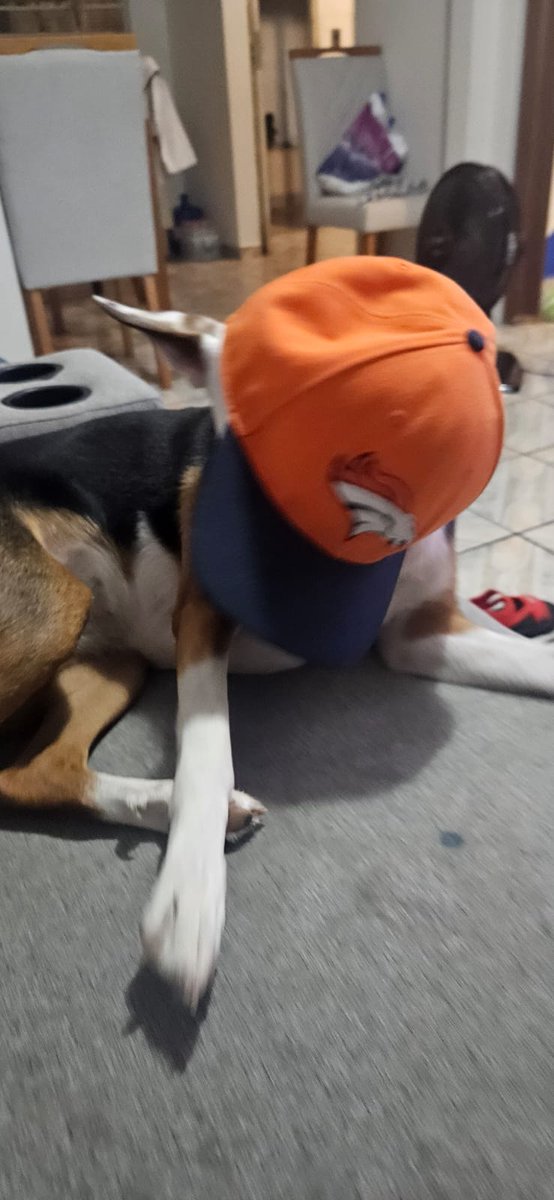 mcont66's tweet photo. #NFLnaESPN, por aqui eu e a Tequila na torcida. Vai Broncosssss.  Abs https://t.co/Dx96fRjy8s